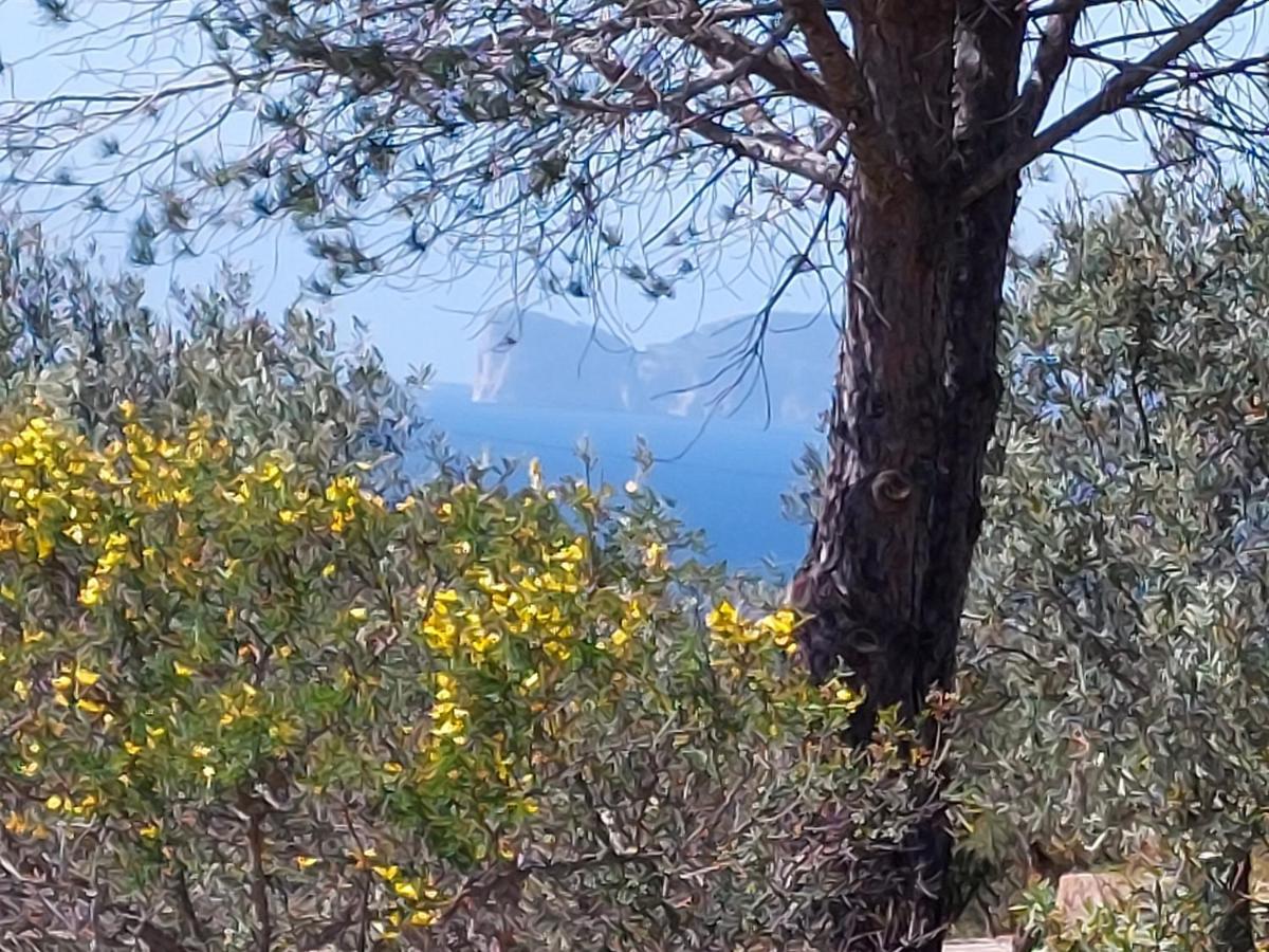 Arcamyrtus Konuk evi Alghero Dış mekan fotoğraf